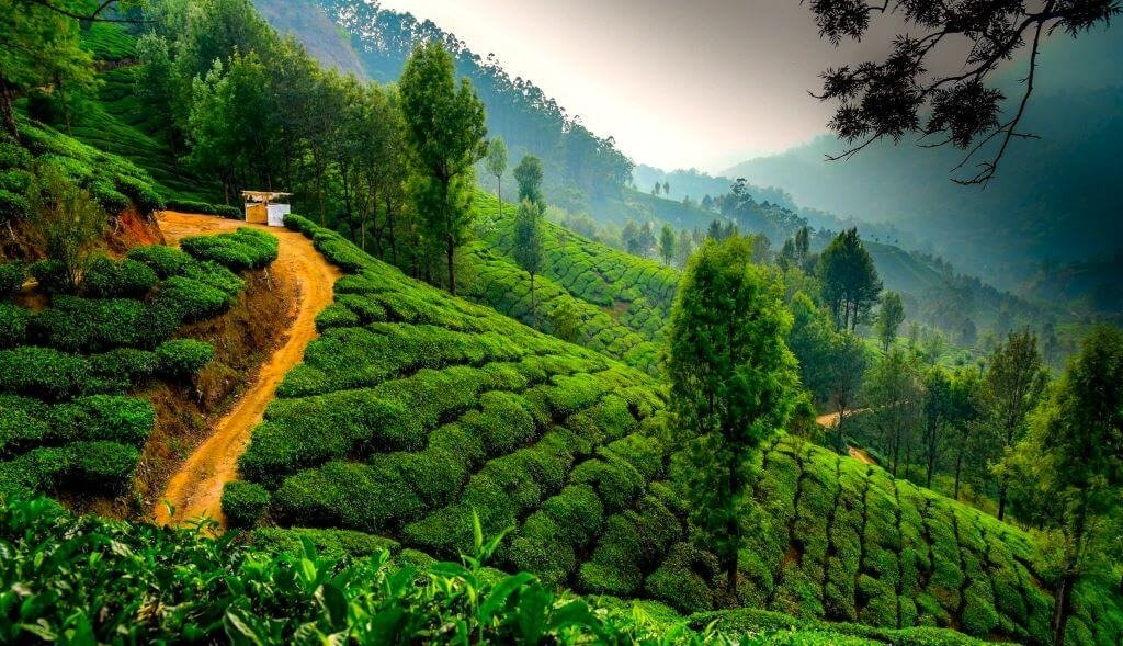 tea-estate-india-travel-diaries